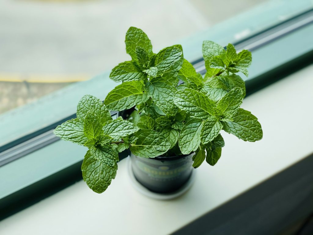 Préparez votre menthe pour l’hiver : les erreurs à éviter