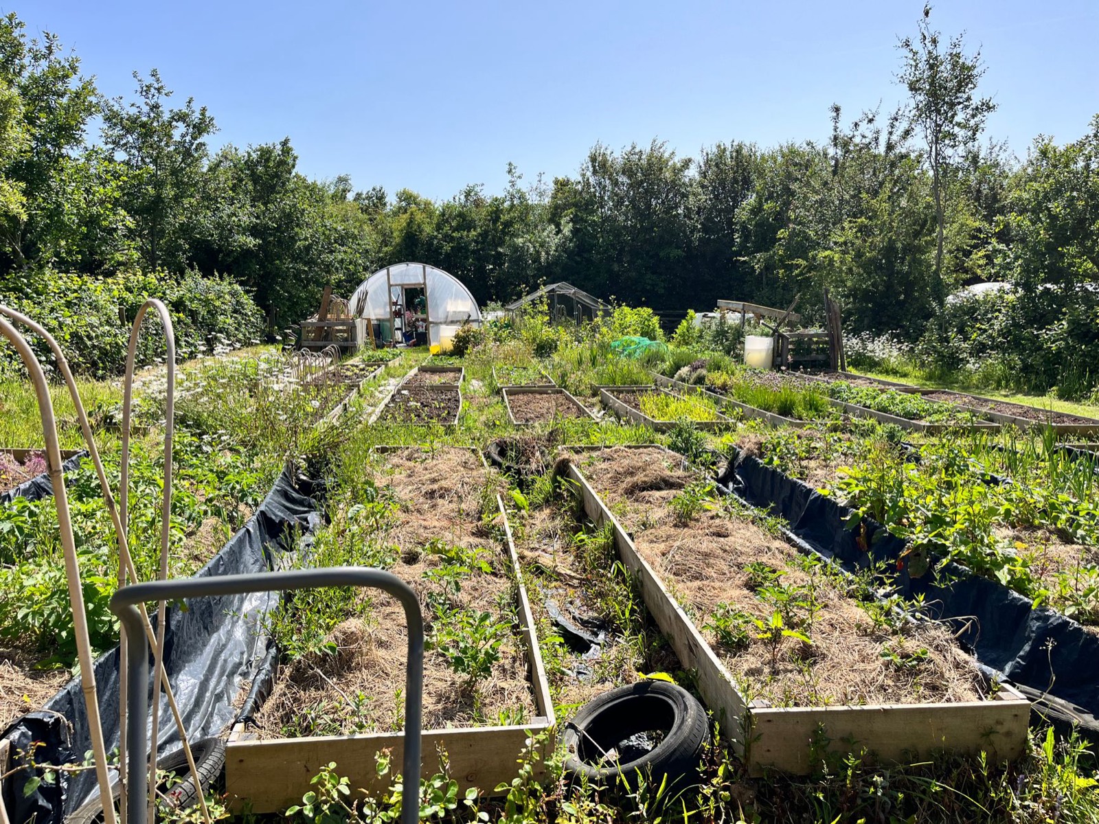 Carrés potagers installés le long d'une allée de jardin, en retrait d'une zone technique