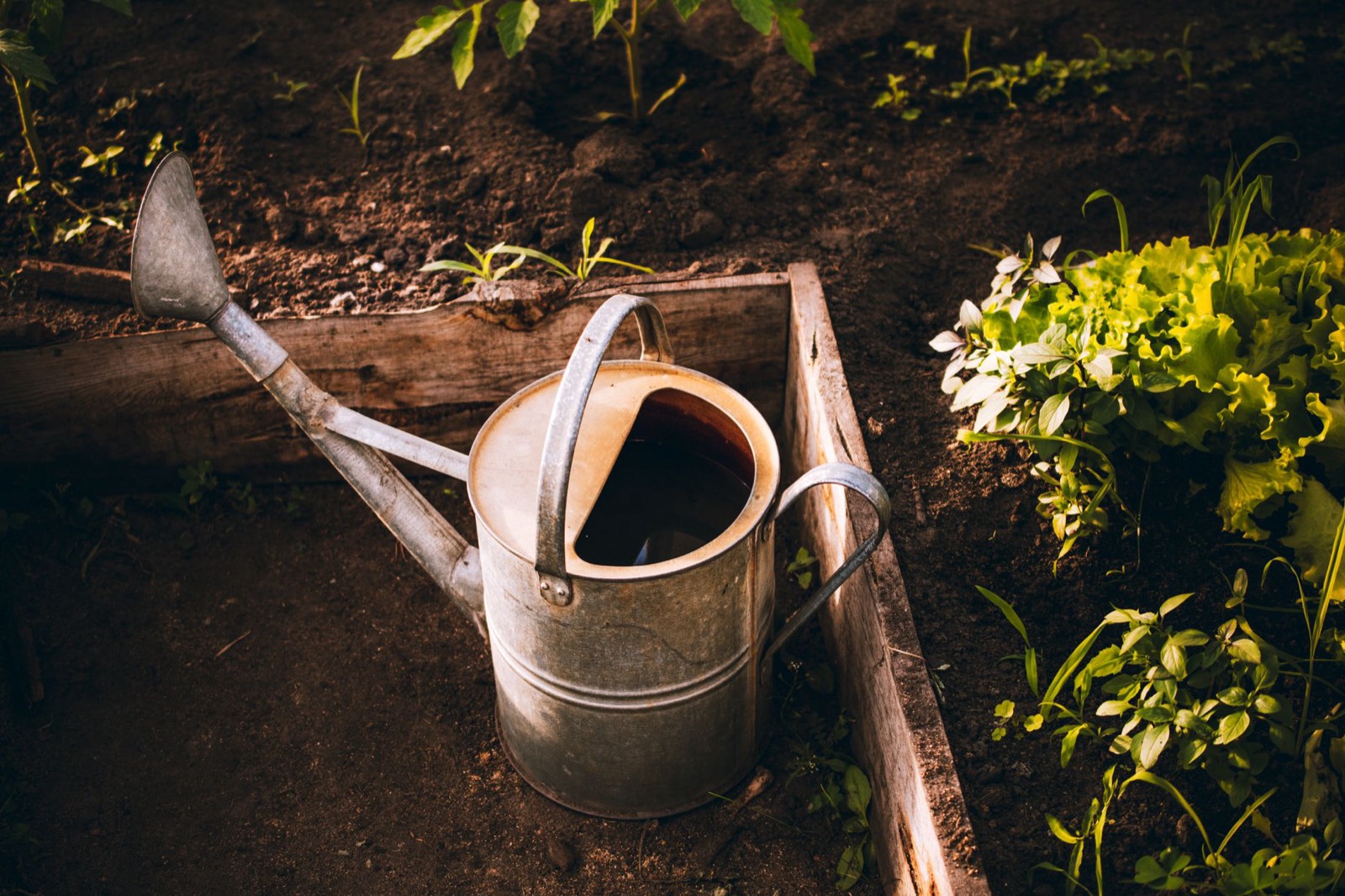 Carrés potagers surélevés organisés dans un jardin avec allée dégagée